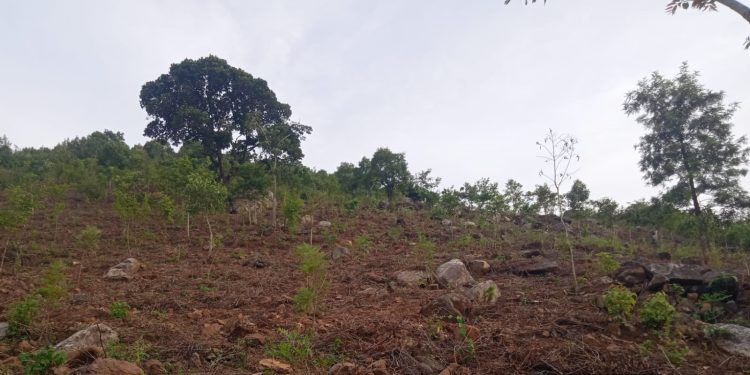 Andhra Pradesh plantation drive