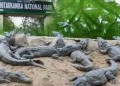 National Park shut for 3 months as croc nesting season begins