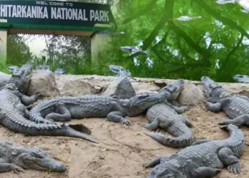 National Park shut for 3 months as croc nesting season begins