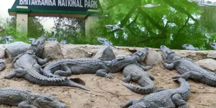 National Park shut for 3 months as croc nesting season begins