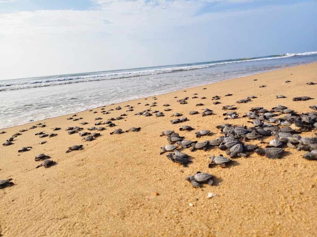 Olive Ridley