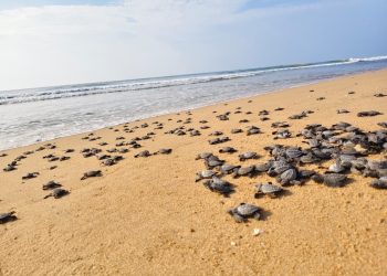 Olive Ridley