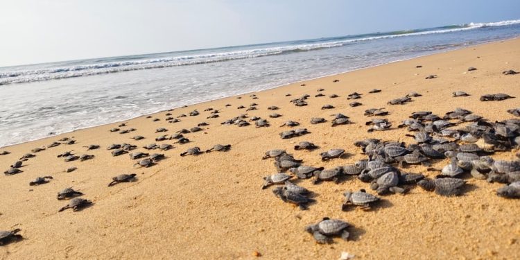 Olive Ridley