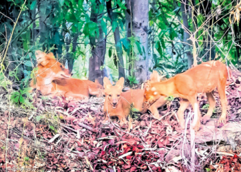 Debrigarh Wildlife Sanctuary