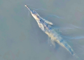 Gharial