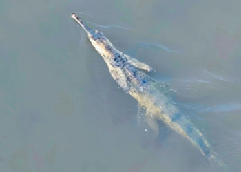 Gharial