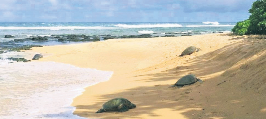 Global warming threatens Bhitarkanika ecosystem