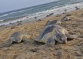 World Turtle Day
