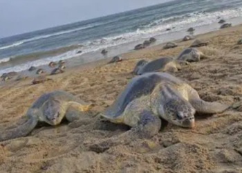 World Turtle Day