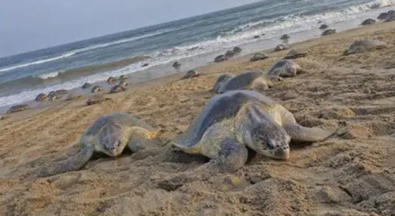 World Turtle Day