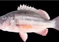 Snapper fish species
