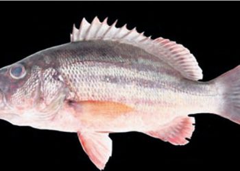 Snapper fish species