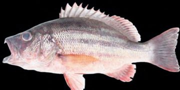 Snapper fish species