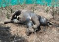 Tusker