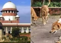 Supreme Court, Stray dog