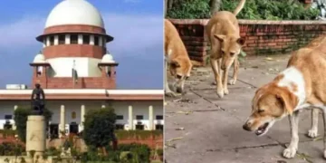Supreme Court, Stray dog