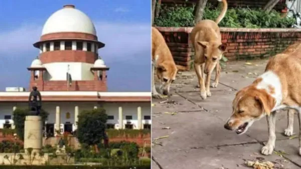 Supreme Court, Stray dog
