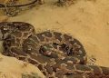 Nayagarh: Odisha boy rescued from stone crevice with python nearby after 6-hour operation