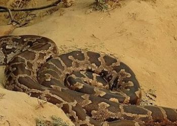 Nayagarh: Odisha boy rescued from stone crevice with python nearby after 6-hour operation