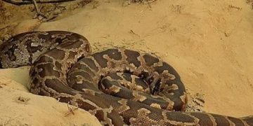 Nayagarh: Odisha boy rescued from stone crevice with python nearby after 6-hour operation