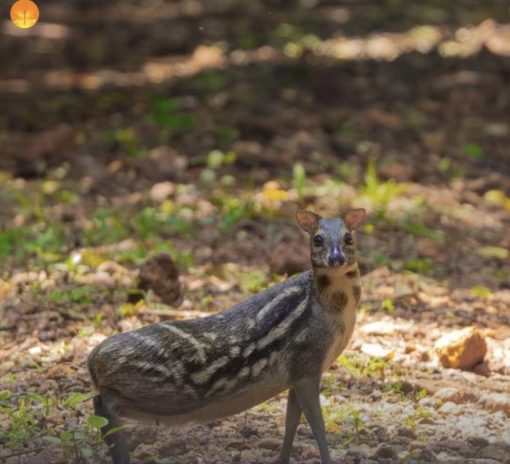 Indian mouse deer
