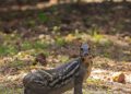 Indian mouse deer