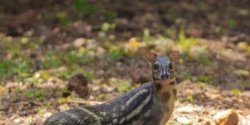 Indian mouse deer