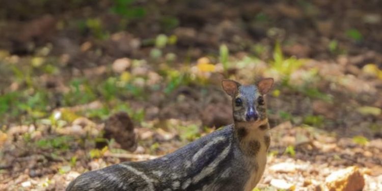 Indian mouse deer