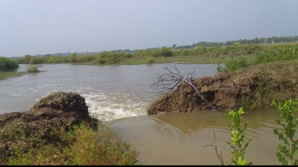 Sea water ingress inundates 100 acres of farmland