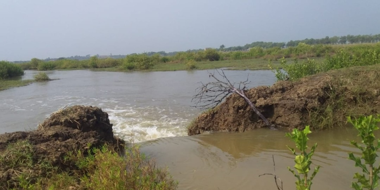 Sea water ingress inundates 100 acres of farmland