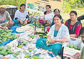 Mangoes