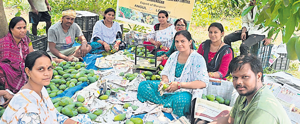 Mangoes