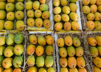 Mangoes