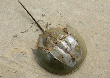 Horseshoe crabs