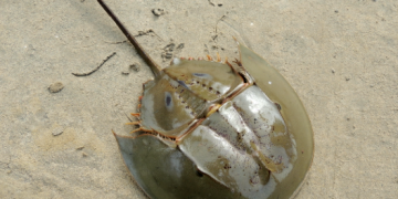 Horseshoe crabs