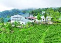 Tea producers in Nepal launch indefinite shutdown over Indian import norms