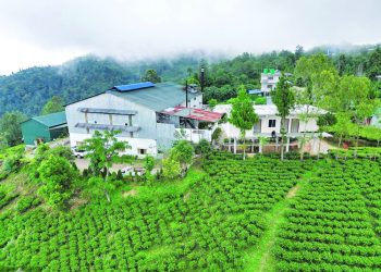 Tea producers in Nepal launch indefinite shutdown over Indian import norms