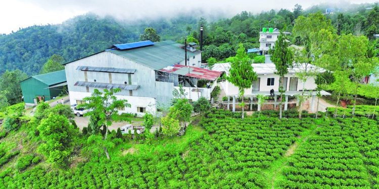 Tea producers in Nepal launch indefinite shutdown over Indian import norms