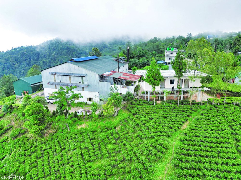 Tea producers in Nepal launch indefinite shutdown over Indian import norms