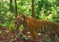 Zeenat tigress