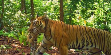 Zeenat tigress