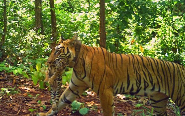 Zeenat tigress