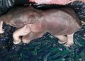 Two elephant calves’ carcasses recovered