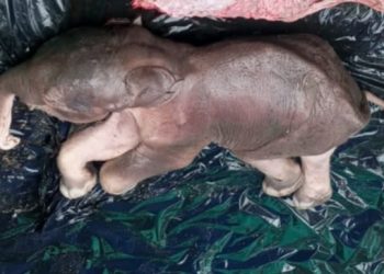 Two elephant calves’ carcasses recovered