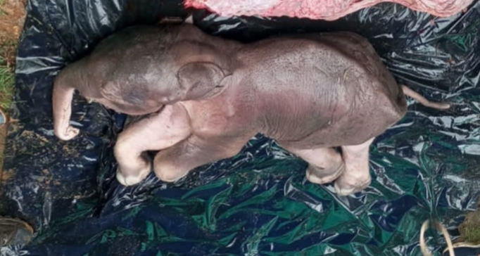 Two elephant calves’ carcasses recovered