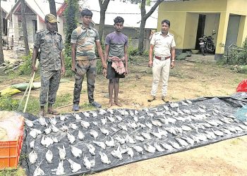Forest dept rescues 297 live, 113 dead seagulls; one held
