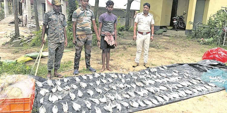 Forest dept rescues 297 live, 113 dead seagulls; one held