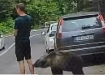 Watch viral video: Man's delayed reaction after spotting bear becomes internet comedy gold