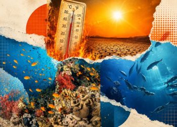 Heatwave, Marine life, Ecology, Environment, Ocean