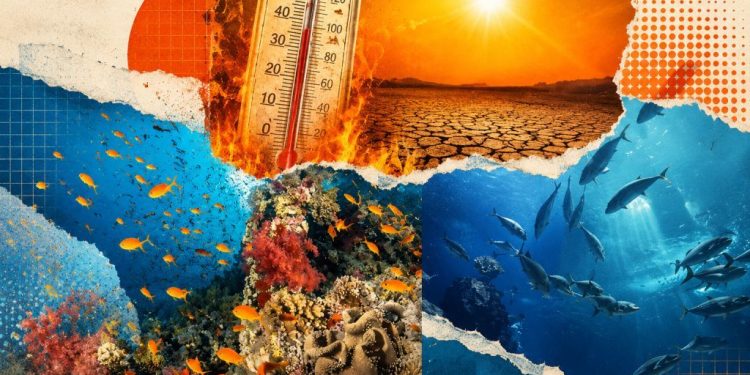 Heatwave, Marine life, Ecology, Environment, Ocean